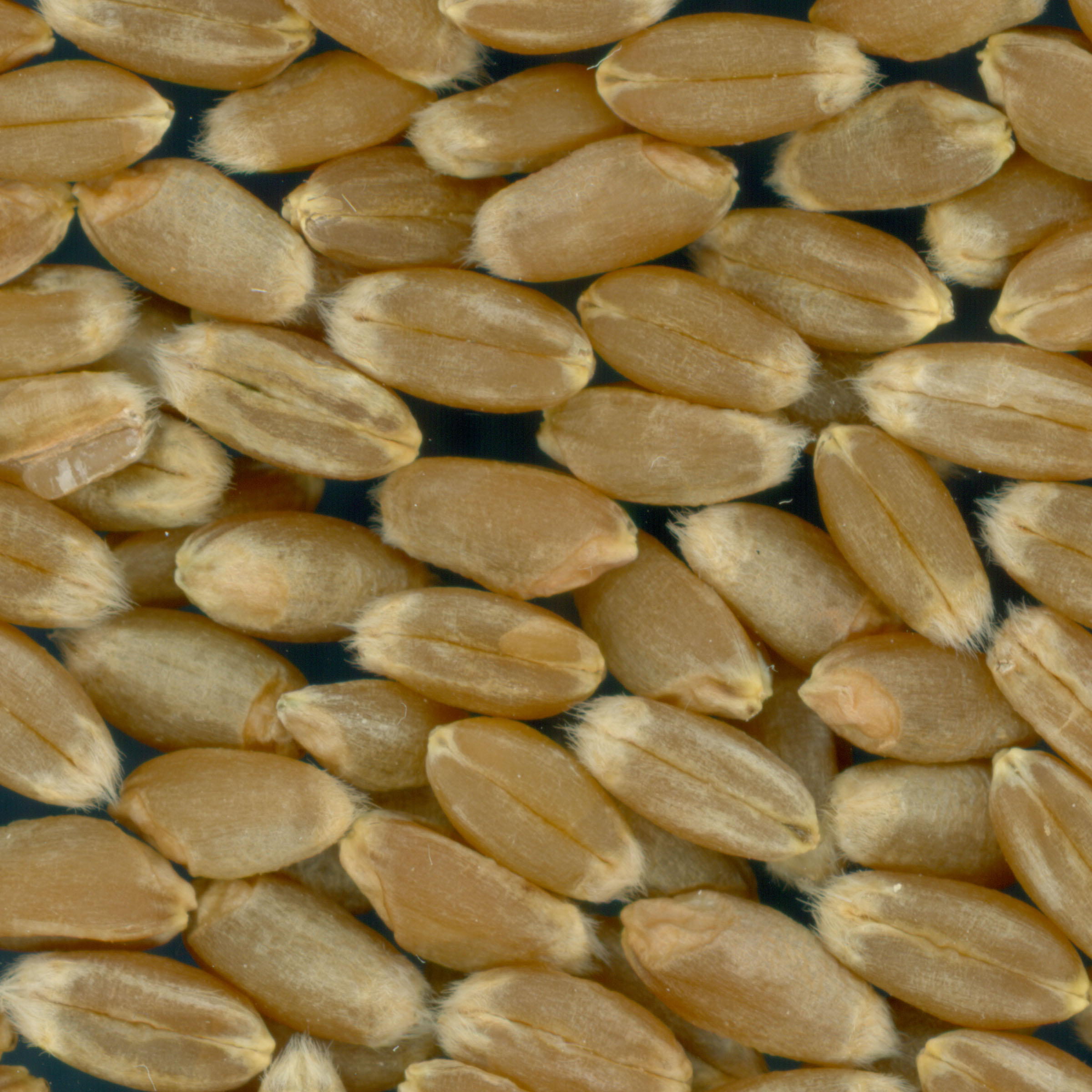 KERNELS